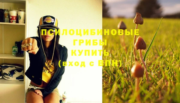 сатива Чегем