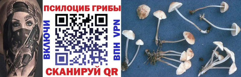 Псилоцибиновые грибы мицелий  Купить  Темников 